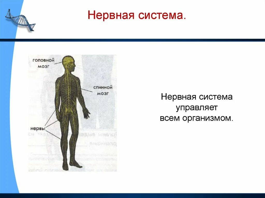 Для чего нужна нервная система. Нервная система человека состоит из органов 3 класс окружающий мир. Органы и системы органов человека 3 класс окружающий мир. Система органов 3 класс окружающий мир нервная система. Организм человека 3 класс нервная система.