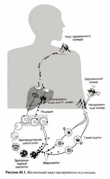 Малярийный плазмодий в кишечнике. Жизненный цикл малярии схема. Жизненный цикл малярийного плазмодия. Цикл развития малярии схема. Цикл развития малярийного плазмодия схема.