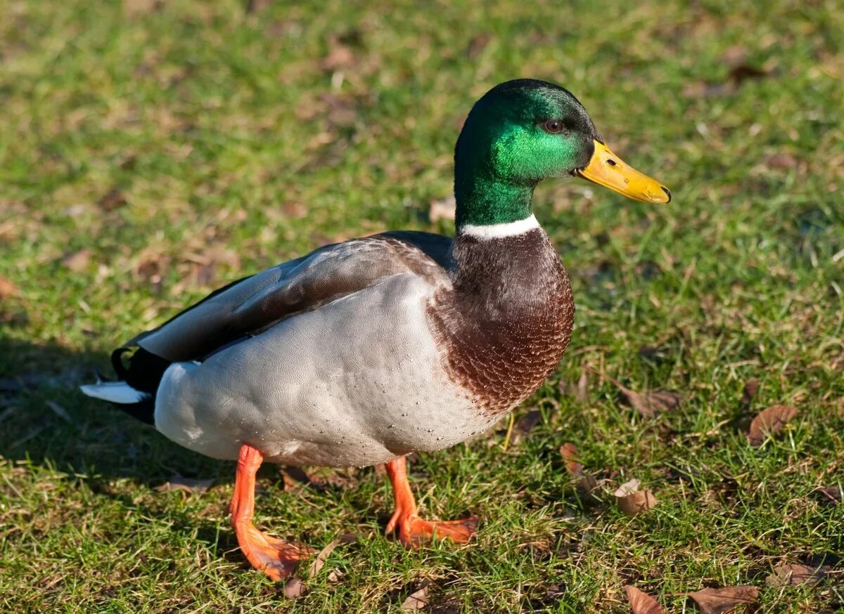 Duck source. Породы уток кряква. Утка кряква селезень. Селезень и утка селезень. Селезень аргентинской утки.