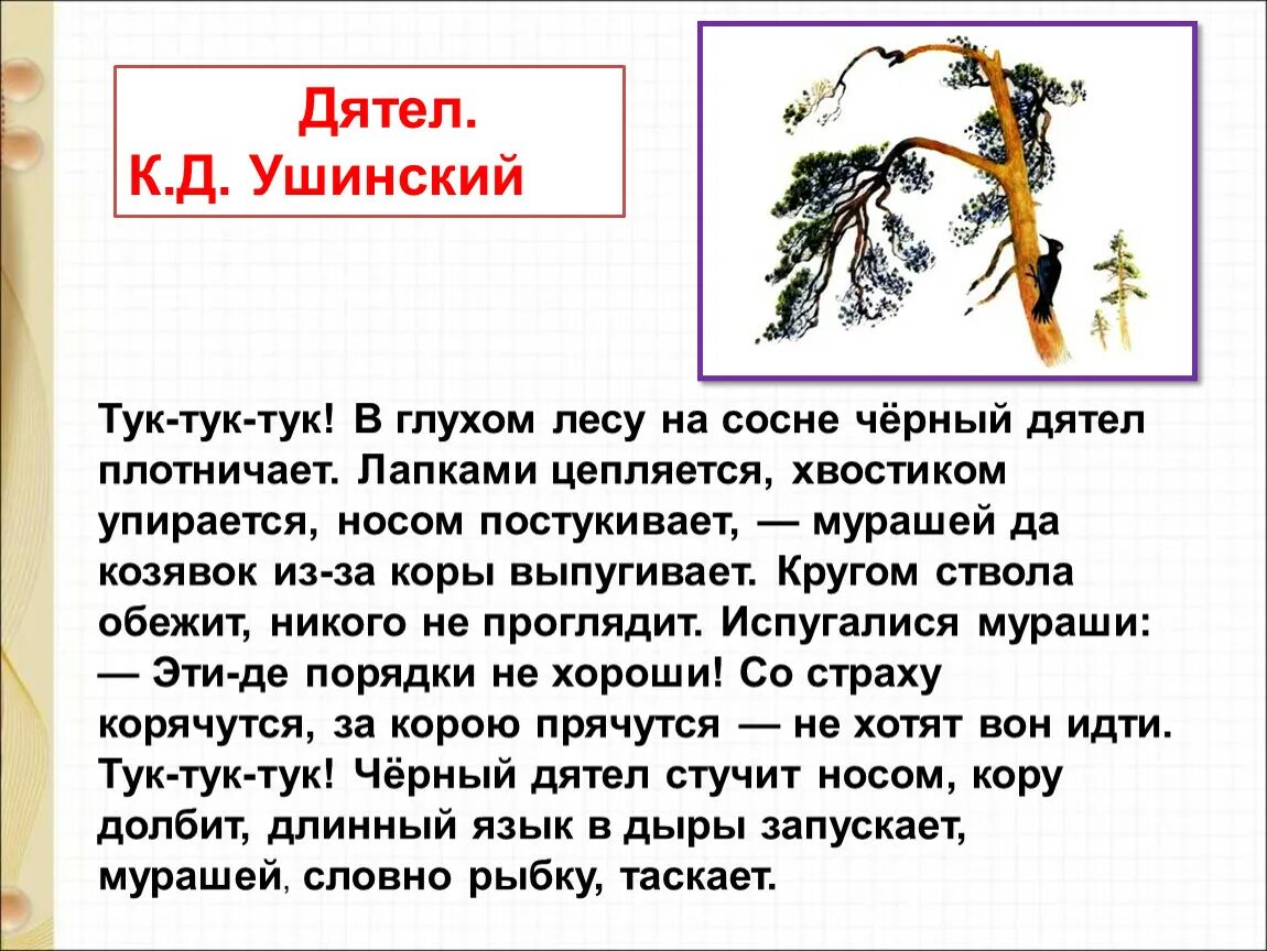 Лапками цепляется хвостиком упирается носом постукивает. Рассказ дятел Ушинский. Тук тук тук в глухом лесу на сосне черный дятел плотничает. Текст «дятел» к. Ушинский.. Дятел тук-тук-тук глухом лесу на сосне чёрный дятел.