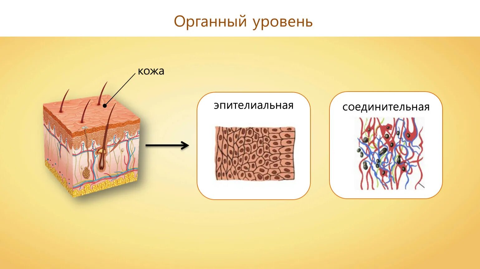 Органный уровень организации. Процессы органного уровня.