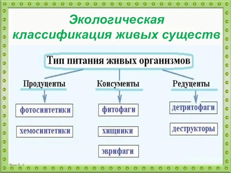 Экологическая классификация. Экологическая классификация организмов. Классификация живых существ. Принципы экологической классификации организмов.