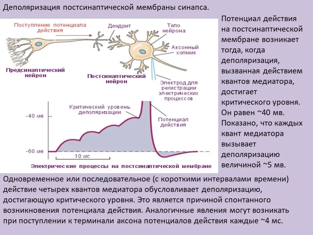 Деполяризация мембраны клетки. Деполяризация постсинаптической мембраны. Потенциал действия на постсинаптической мембране. Депорялизаци ямембраны. Потенциал действия мембраны.