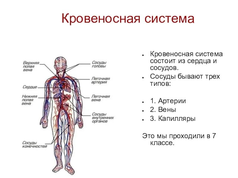 Схема строения кровеносной системы человека биология 8 класс. Строение кровеносной системы человека 8 класс биология. Кровеносная система человека анатомия 8 класс. Строение кровяной системы человека.