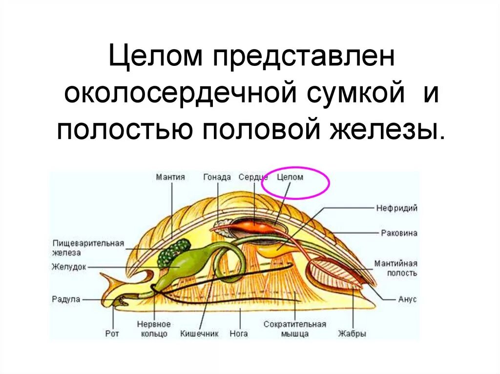 Органы размножения открываются в мантийную полость. Строение моллюсков мантийная полость. Выделительная система моллюсков 7 класс. Органы измельчающие пищу у двустворчатых. Тип моллюски пищеварительная система.