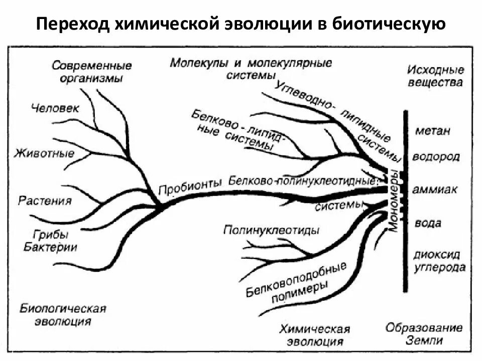 Химическая эволюция живого. Химическая Эволюция схема. Химическая Эволюция это в биологии. Теория химической эволюции. Этапы биологической эволюции.