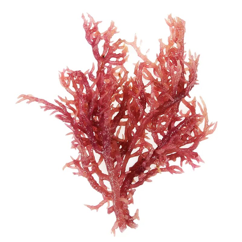 Агар агар из каких водорослей. Каррагинан. Пальмария водоросль. Каррагинан водоросли. Красные водоросли каррагинан.