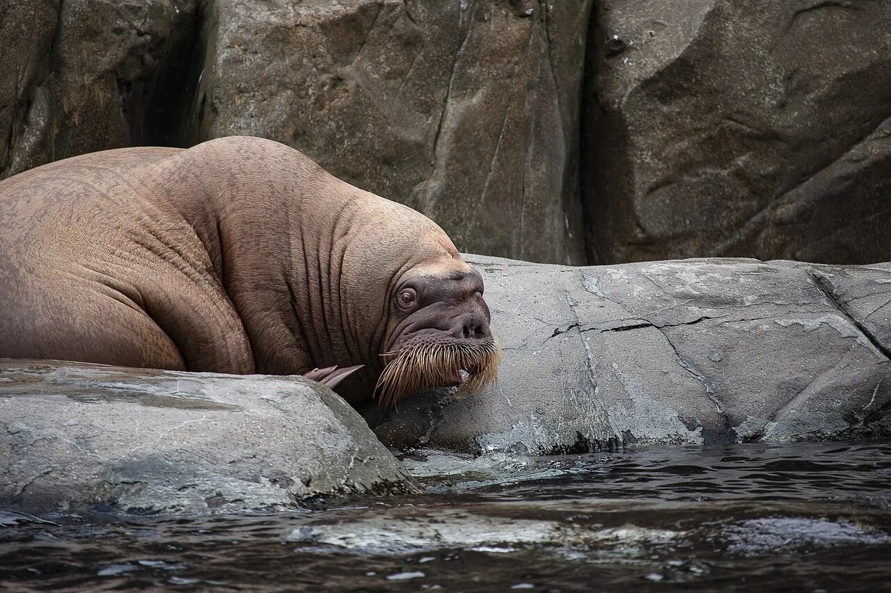 Тихоокеанский морж (Odobenus rosmarus divergens). Лаптевский морж. Морж в Московском зоопарке. Атлантический морж.