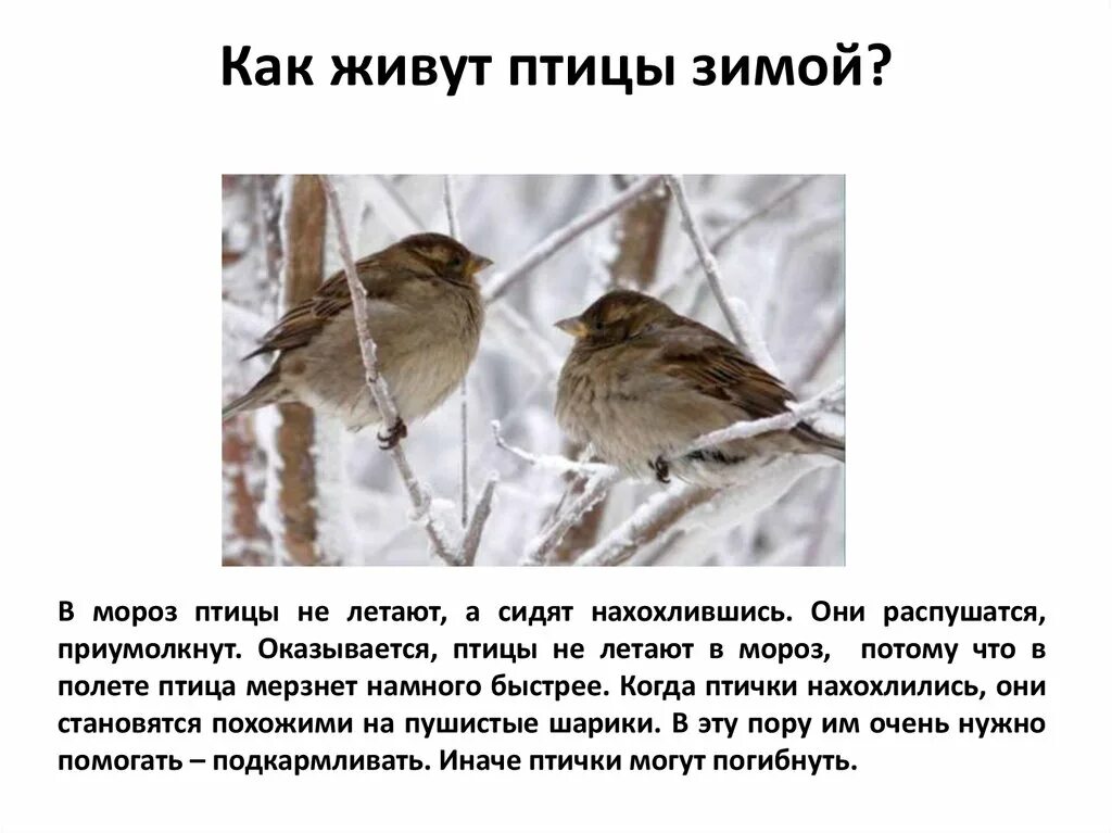 Зимой где сидели. Как зимуют птицы. Птицы зимой презентация. Зимующие птицы презентация. Птицы обитающие зимой.