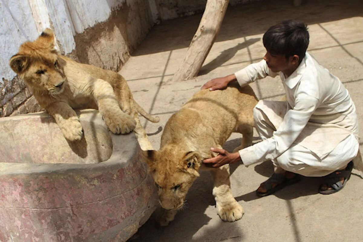 Где живёт Лев Pakistan.