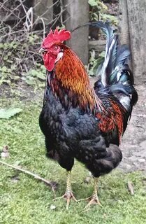 Петухи живая