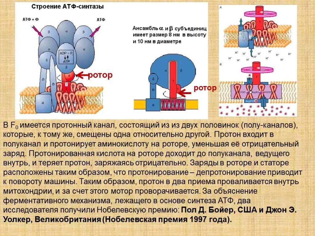 Атф канал. Протонная АТФ синтаза. АТФ синиетзные комплексу. Ротор и статор АТФ синтаза. Строение и механизм действия протонной АТФ-синтазы.