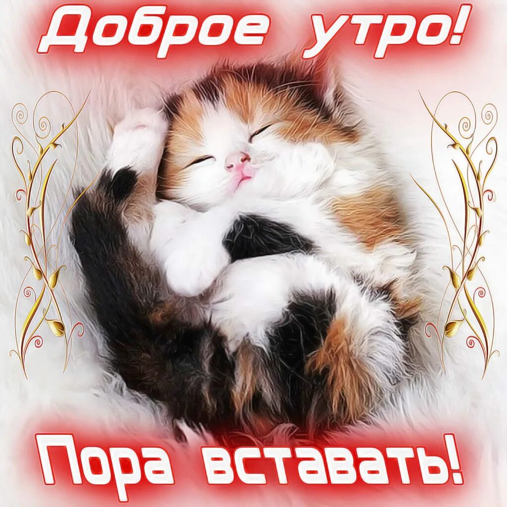 Доброе утро девушке веселые. Доброе утро девушке веселые