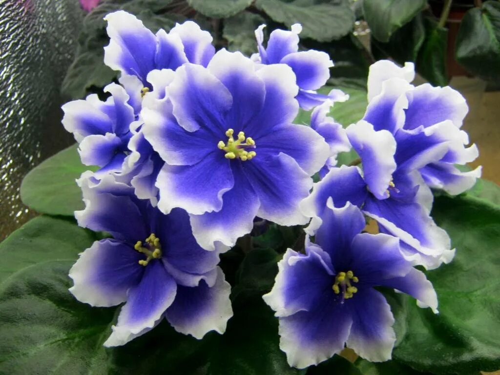 Фиалка humako star. Фиалка humako. Сорт фиалки хумако инчес. Inch фиалка. Сорт фиалки humako inches.