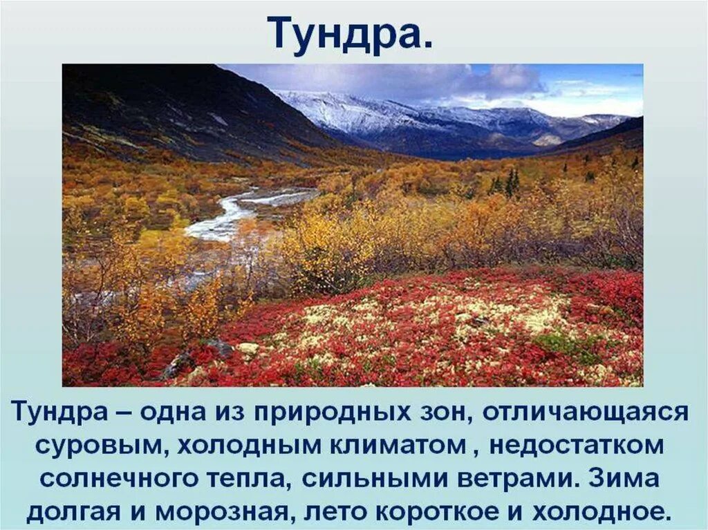 Описать любую природную зону. Описание тундры кратко. Тундра Безлесная зона. Природная зона тундра климат. Тундра описание природной зоны.