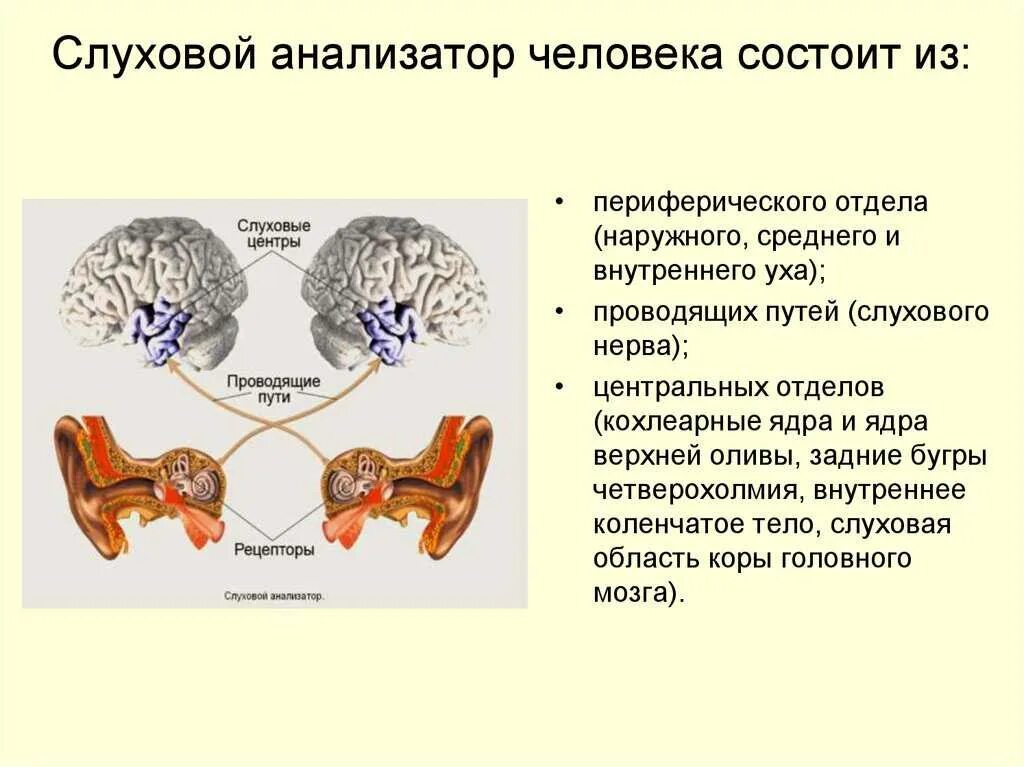 Периферический отдел слухового анализатора состоит из. Периферический отдел слухового анализатора физиология. Слуховой анализатор. Проводящий путь слухового анализатора. Строение слухового анализатора мозг. Понятие слухового анализатора