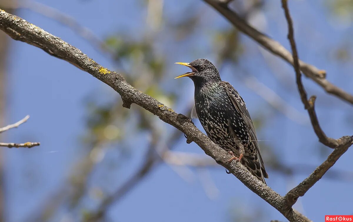 гдз по русскому 4 класс рамзаева рабочая тетрадь 1 часть. скворец поет. настоящую песню скворца надо слушать. настоящую песню скворца надо слушать. скворец и весенние песни.
