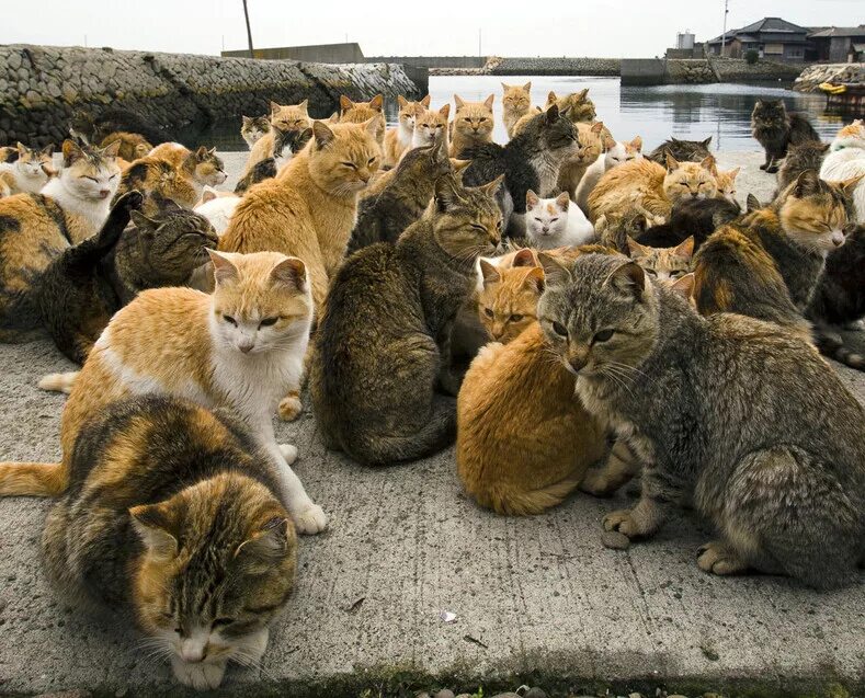 Где кот 16. Тасиро остров кошек. Остров Тасиро Япония. Аошима остров кошек. Кошачий остров в Японии.