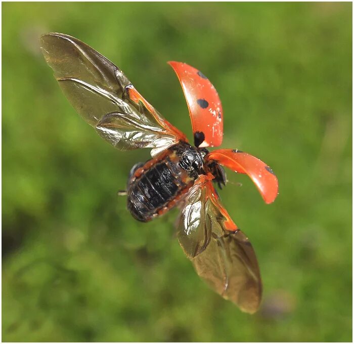 полет майского жука. майский жук рогач. летающие насекомые крыма. жук олень рогач. майский жук хрущ.