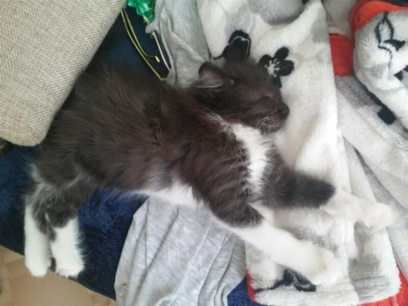 щенка даром в нижнем новгороде. гладкошерстные котята в добрые руки. породистые котята в волгограде. лика нижний новгород щенки. котята гладкошерстные даром.