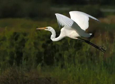 Цапля природа