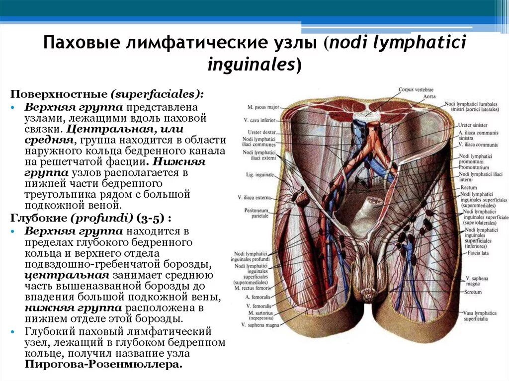 Лечение лимфоузлов в паху у женщин