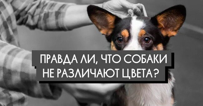 Собаки различают людей