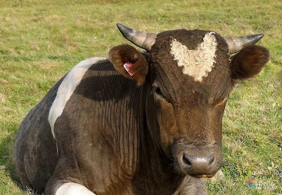 племенной бычок. быки породы абердин ангус. герефордская порода коров. племенной бычок. порода крс герефорд.