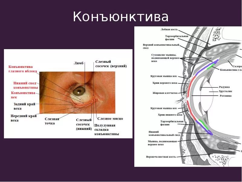 Строение глаза конъюнктива склера. Вспомогательный аппарат глаза конъюнктива. Строение глаза мешок глаза конъюнктивальный. Мешочек конъюнктива конъюнктивальный. Нижний свод