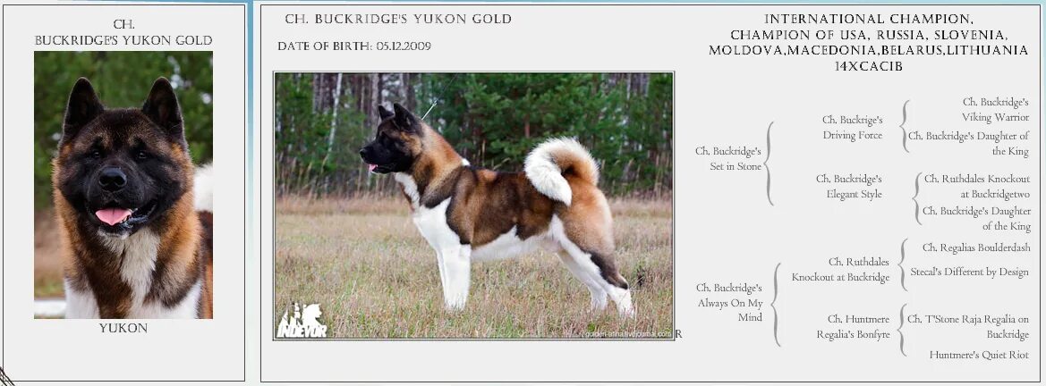 Питомник Американских Акит "RED EMERALD" MyDog.su - сайт о собаках