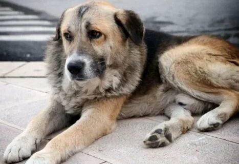 Loyal dogs