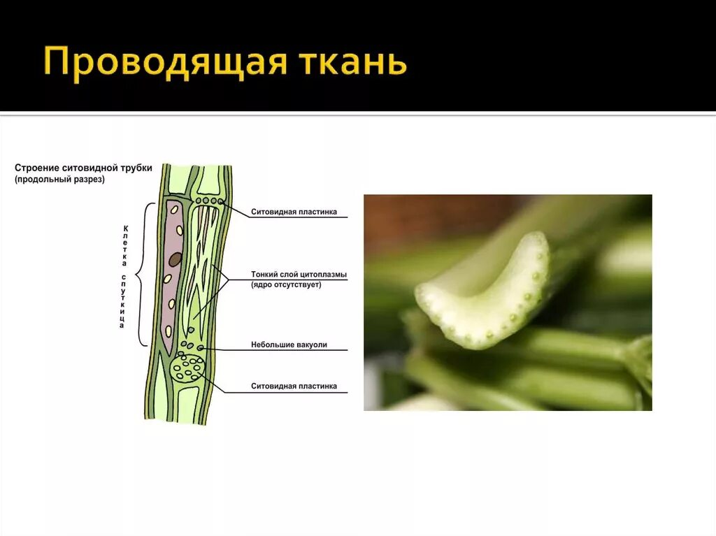 Между проводящими тканями расположена