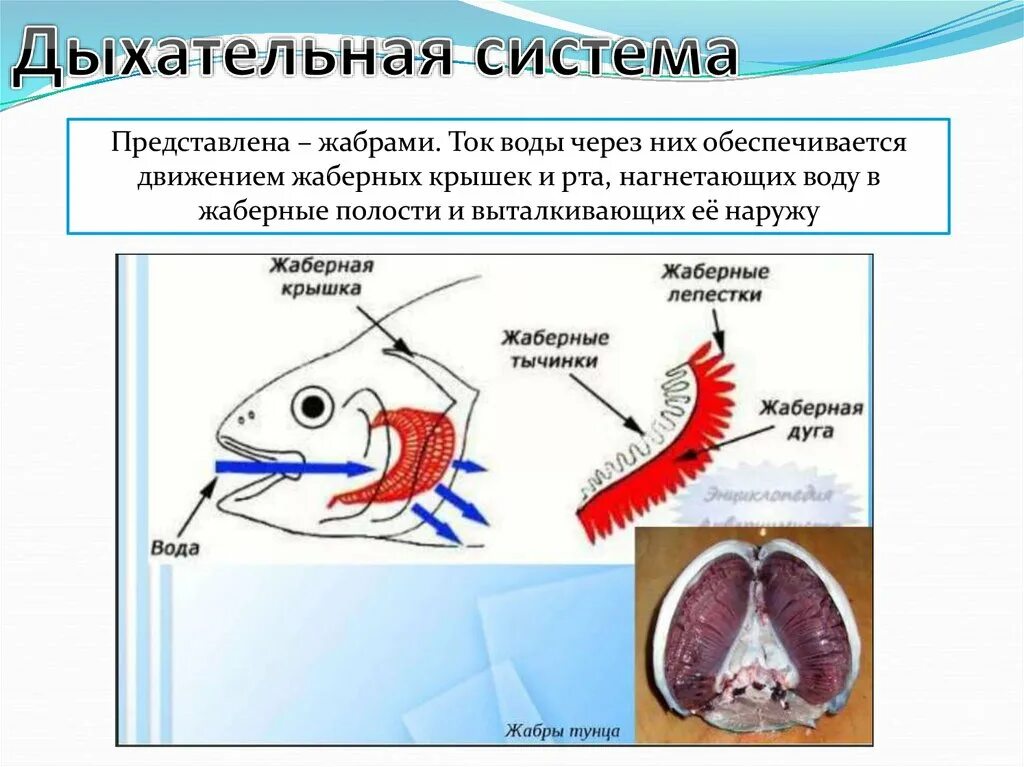 Характерные признаки типа жаберных щелей. Дыхательная система рыб жабры. Структура дыхательной системы рыб. Строение дыхательной системы рыб. Схема жаберного дыхания рыб.