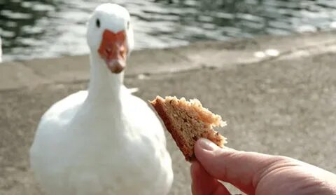 Можно ли уткам батон
