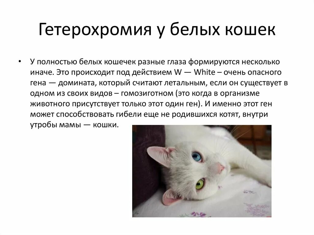 Почему кошки разных цветов