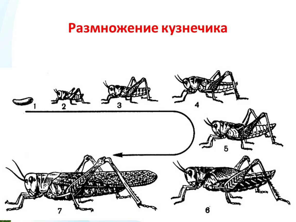 Неполное развитие характерно для