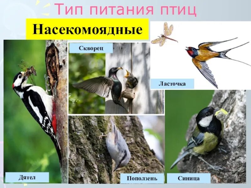 Разделите птиц на группы по способу питания. Насекомоядные птицы представители. Птицы по типу питания. Растительноядные птицы. Клюв растительноядных птиц.