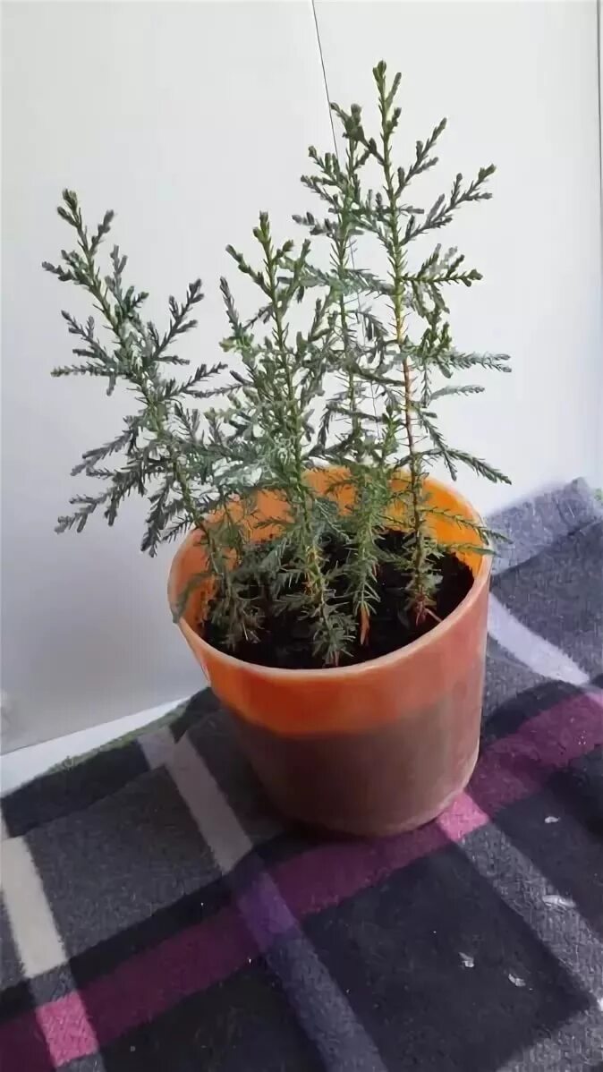 Ростки туи. Кипарис аризонский посадка семенами. Кипар вечнзеленый семена. Росток кипариса из семян. Как вырастить кипарис из семян.