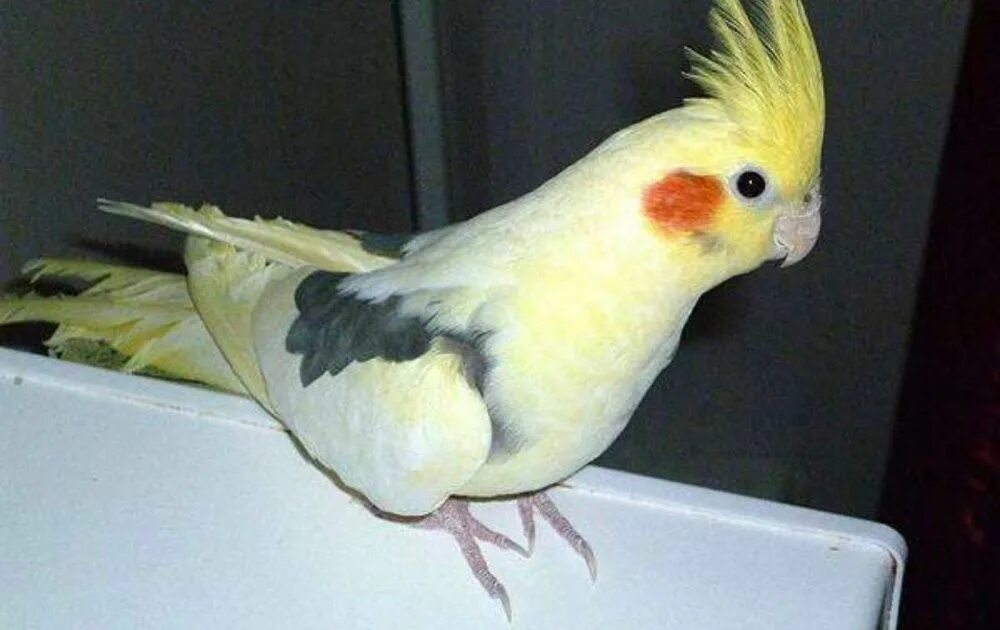 Корелла альбинос. Попугай корелла. Корелла ультра. Нимфа корелла попугай. Попугай корелла серый.