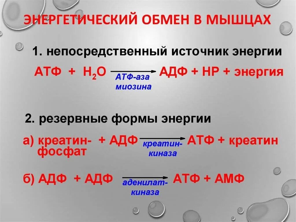 Особенности обмена веществ в мышцах. Особенности обмена веществ в мышечной ткани. Особенности обмена веществ и энергии в мышцах. Особенности метаболизма мышечной ткани.