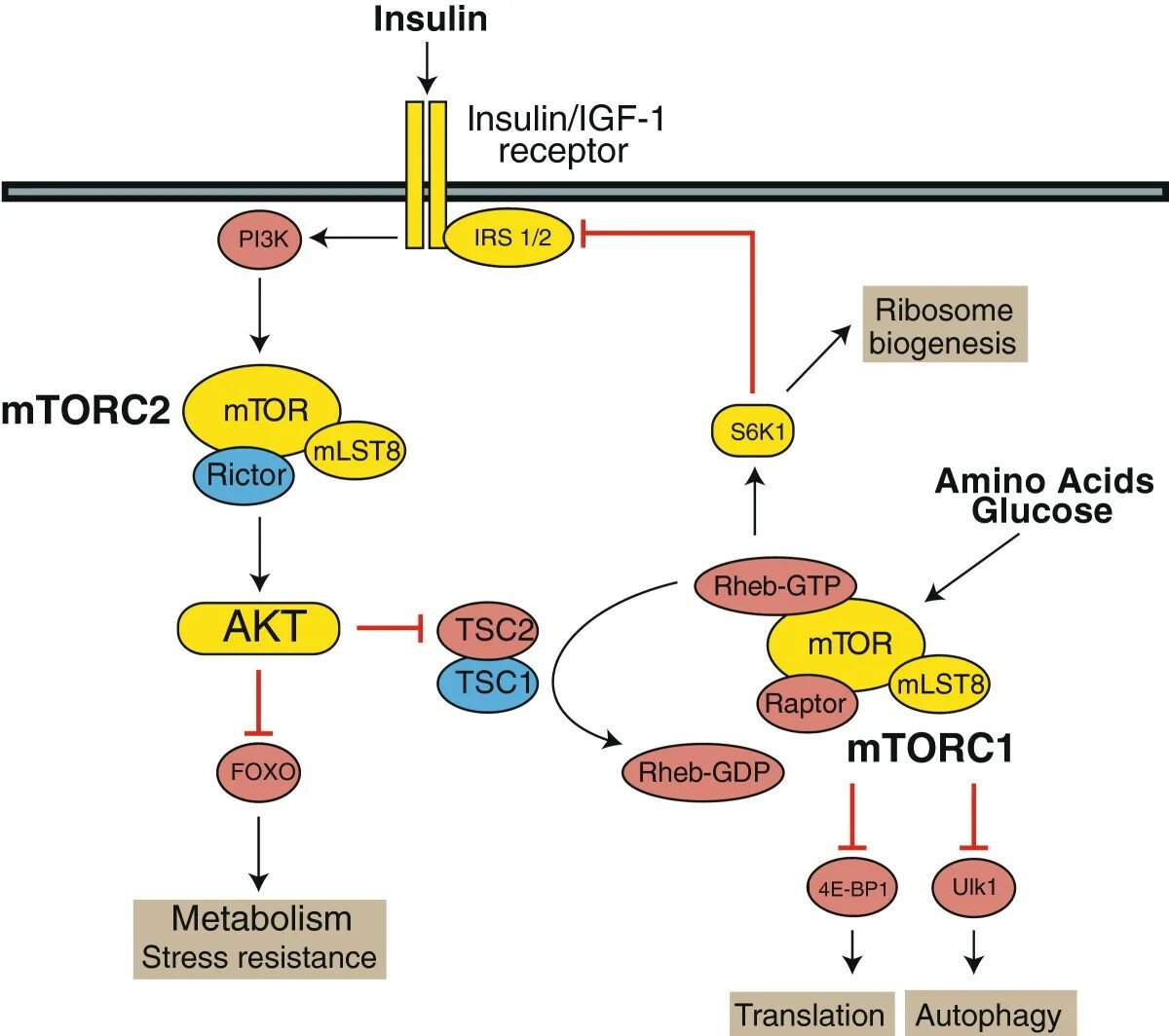 Pi3k Akt MTOR Pathway. MTOR сигнальный путь. Akt/MTOR сигнальный путь. Ингибиторы pi3k. 3.3 k