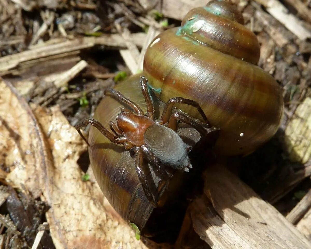 Серебрянка фото. Водяной паук серебрянка. аргиронет-серебрянка. argyroneta aquatica (clerck, 1758). жук серебрянка.