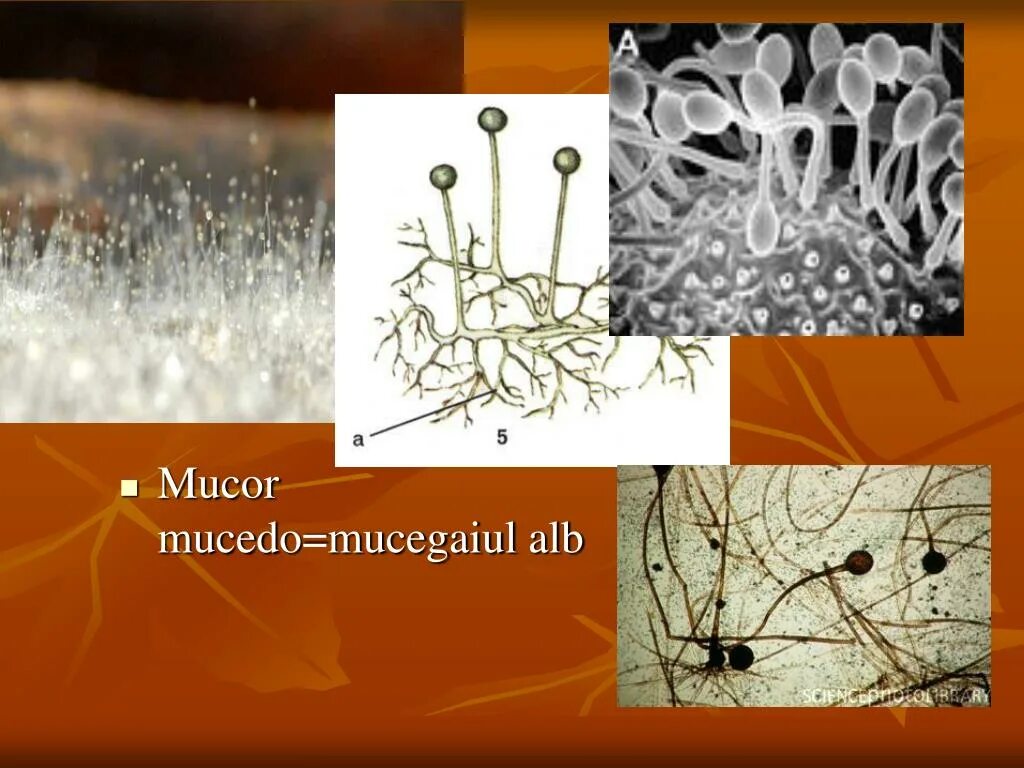 Мукор животное. Плесневые грибы мицелий. Плесневые грибы Mucor. Гриб мукор (Mucor). Плесневый гриб мукор.
