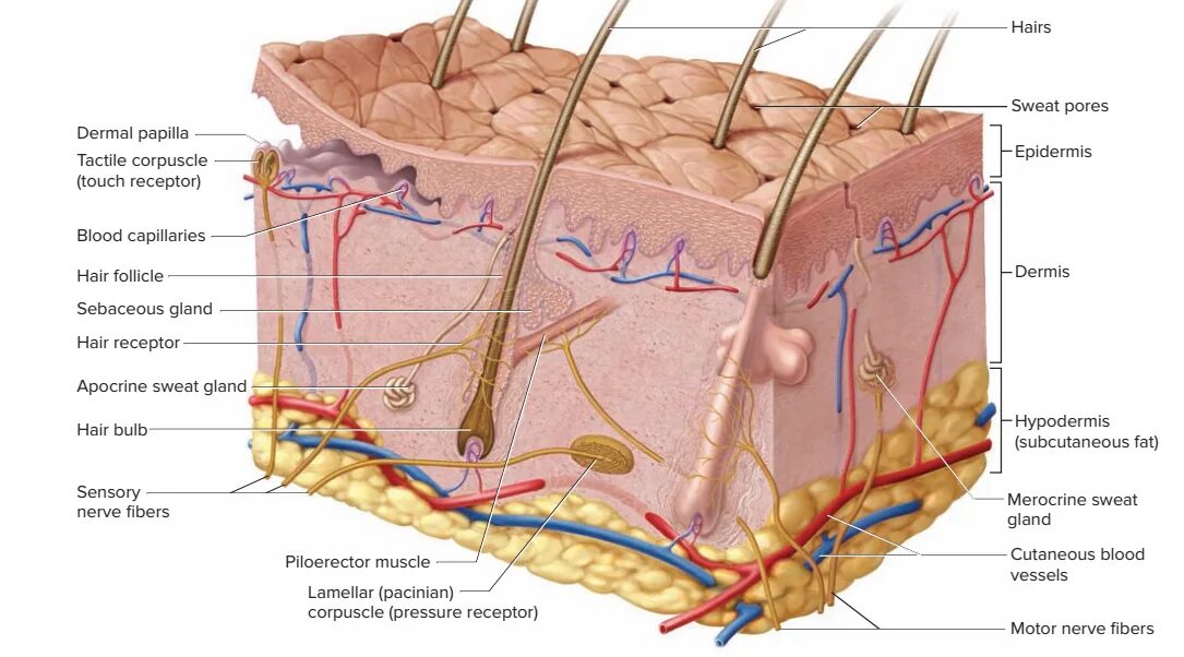 Какие структуры в дерме. Дерма сосочковый слой сетчатый слой. Строение кожи сетчатый слой. Строение дермы кожи человека. Структура дермы кожи человека.
