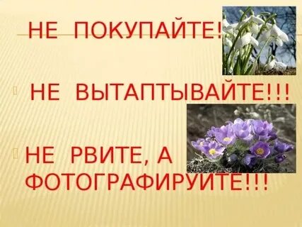 Надпись берегите первоцветы