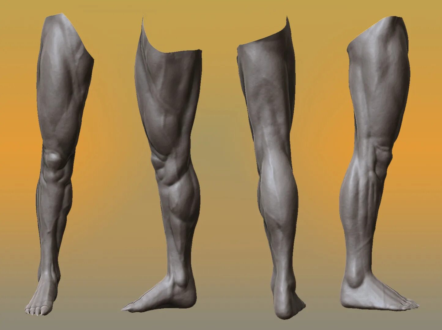 Zbrush мышцы ног. Нога человека. Мужские ноги. Нога 3d модель.