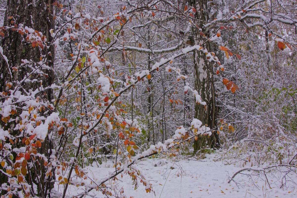 Первый снег картинки. Седьмая фаза ‒ поздняя осень (ноябрь - декабрь).. Первый снег. Первый снежок. Осень перед зимой.