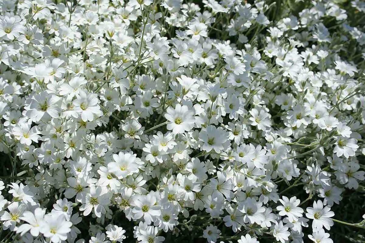 Растение ясколка фото. Ясколка Биберштейна. Ясколка Биберштейна Cerastium biebersteinii. Цветы Ясколка Биберштейна. Ясколка войлочная Биберштейна.