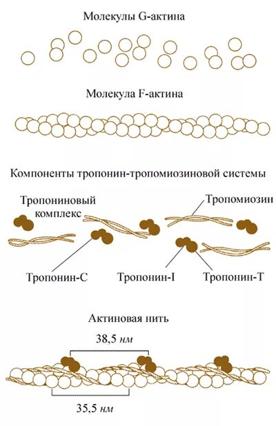 Нити актина. Строение молекулы миозина. Строение молекулы актина. Актин структура. Актомиозин биохимия.