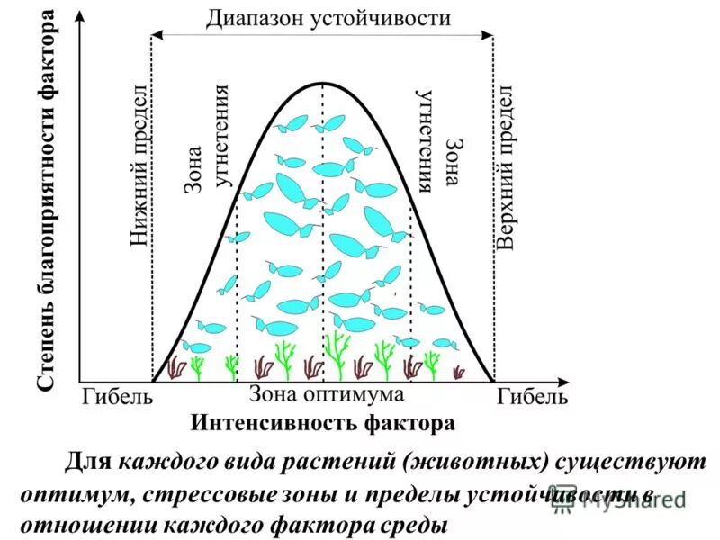 Факторы определяющие пределы выживаемости. Факторы среды зона оптимума. Что такое зона пессимума и оптимума растений. График биологического оптимума. Оптимум пессимум предел устойчивости зона толерантности.